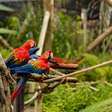 Beach Park: como é o novo parque de aves