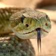 Tome muito cuidado! As serpentes mais venenosas do planeta
