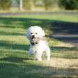 4 características do cachorro da raça bichon bolonhês