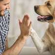 Viva melhor com seu pet! Curiosidades sobre os cachorros