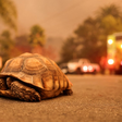 As imagens das pessoas e animais que tentam fugir dos piores incêndios da história em Los Angeles