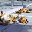 As raças de cachorro que vivem por mais tempo