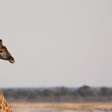 Estudo com mais de 500 crânios confirma que há quatro espécies distintas de girafas na África