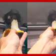 Macaco sagui 'pega carona' em trem e ganha banana de passageira em SP