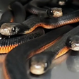 Dono de casa encontra mais de 100 cobras em jardim na Austrália