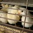 China suspende compra de frango do Brasil por gripe aviária, diz TV
