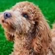 Descubra quais as raças de cães e gatos preferidas dos brasileiros