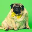 Obesidade em cães pode ser mais perigosa do que parece; saiba mais
