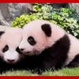 Dupla de irmãos pandas de seis meses chamam atenção em Hong Kong