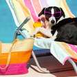 Verão: veja como cuidar dos pets na praia ou piscina