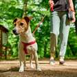 Hora do passeio! 6 cuidados necessários com os cães nesse momento