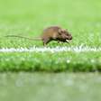 Rato 'invade' gramado antes de partida do Manchester United