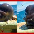 Pescador captura peixe com 'cabeça de alien' no Ártico; veja