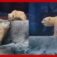 Aquário de São Paulo apresenta primeira ursa polar nascida na América Latina