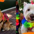 BloCão do Totó anima tutores e animais