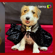 Cachorrinha de 'Ainda Estou Aqui' aparece vestida para o Oscar e farejando estatueta: 'Celebrar'