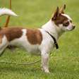 Chihuahua: o pequeno cão com grande personalidade