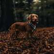 Dachshund, o famoso 'Salsichinha'