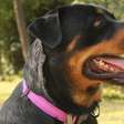 Rottweiler: força, inteligência e lealdade se destacam