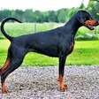 Doberman: saiba tudo sobre a raça inteligente e determinada