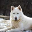 Husky Siberiano: beleza e resistência do Ártico