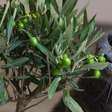 Confira algumas plantas que são tóxicas para os gatos