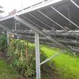 Minnesota instalou painéis solares em duas grandes plantações: cinco anos depois, se tornaram o paraíso das abelhas