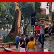 Temporal em São Paulo derrubou árvore de 200 anos, a terceira mais antiga da cidade