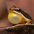 Fofo e arisco: Sapo 'Foguetinho' é espécie nativa do Cerrado Brasileiro