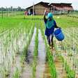 Fertilizantes: inovação, sustentabilidade e o uso surpreendente da urina na agricultura
