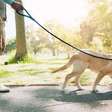 Passeio com o cão: saiba como aproveitar essa oportunidade ao máximo