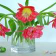 Cinco dicas simples para manter suas flores saudáveis