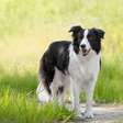 Tamanho do Border Collie: peso, altura e tudo mais que você precisa saber sobre o cachorro mais inteligente do mundo