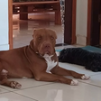 Pitbull é morto a facadas durante briga familiar no interior de MG