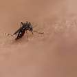 Chikungunya: em surto, município de SC registra segundo óbito