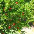 Esta é a árvore frutífera ideal para o seu jardim: quase sem raízes, não racha o solo e oferece boa sombra