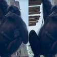 Ameaçada de extinção, conheça a filhote de macaco-aranha-da-cara-preta que nasceu no Rio de Janeiro