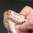 Cobra venenosa com três presas é descoberta na Austrália e intriga especialistas