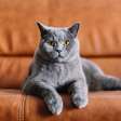 6 texturas que os gatos não gostam