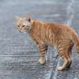 Alerta em Osório: Casos de esporotricose aumentam entre gatos e preocupam população