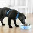 Transição: dicas para ajudar seu cachorro a se acostumar com a alimentação sólida