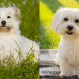 7 diferenças entre as raças coton de tulear e maltês
