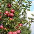 Como cultivar árvores frutíferas em espaços pequenos?