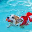 Essas são as 10 raças de cachorro que precisam de boia para nadar, segundo especialistas
