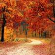 Mabon: descubra o Ritual de Outono e seus significados