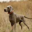 4 características do cachorro da raça weimaraner