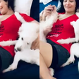 Letícia Sabatella volta a comentar caso de cachorros supostamente adotados sem permissão: 'Arrogância'