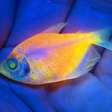 Peixes que brilham sob luz ultravioleta: Ibama apreende animais geneticamente modificados