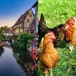 França doa galinhas para diminuir lixo orgânico e conscientizar sobre a proteção animal