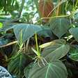 Folhagens especiais: Plantas que se destacam pelo tipo de folhas